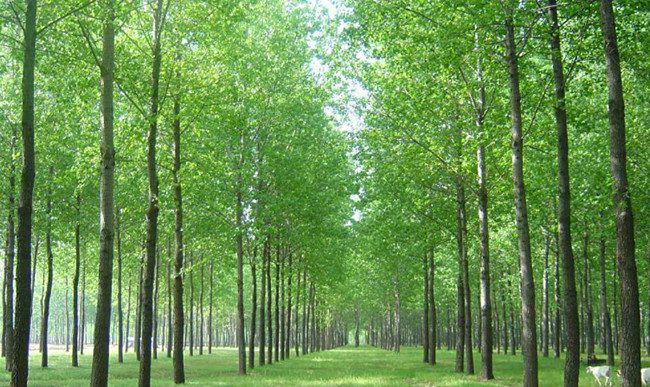 The Role of Tetramethyl ammonium Chloride in Poplar RAPD Amplification Reaction