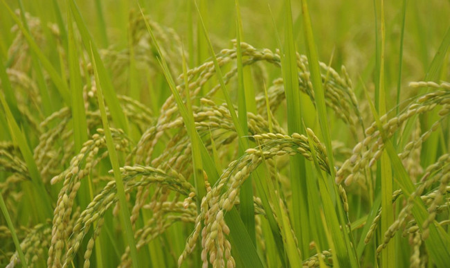 Research on the Biological Activity and Mechanism of Action of Octadecyltrimethylammonium Chloride against Rice Blast Fungus