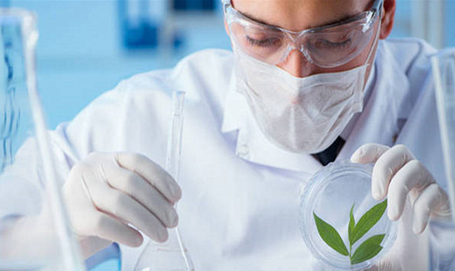 The uses of Tetrabutyl ammonium fluoride trihydrate in organic synthesis